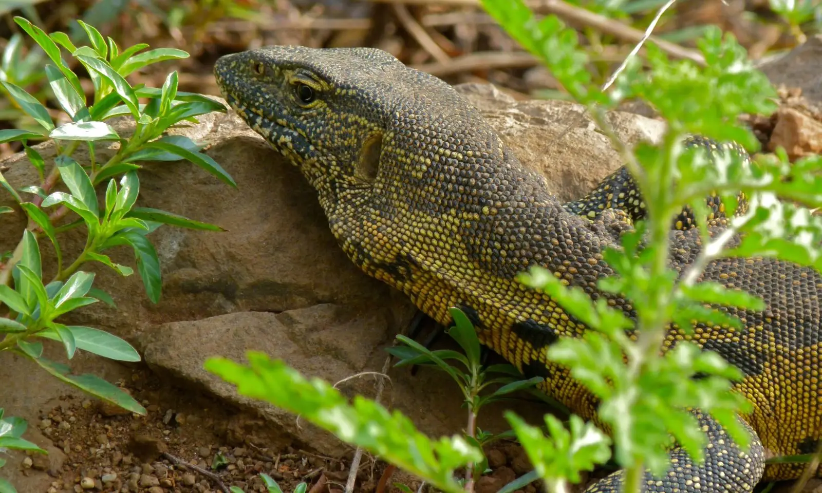 Nile-Monitor 25