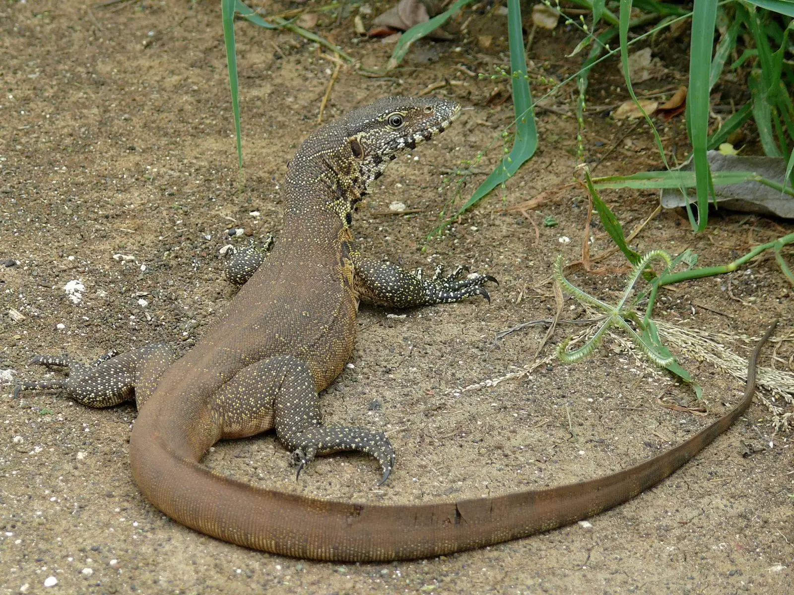 Nile-Monitor 26