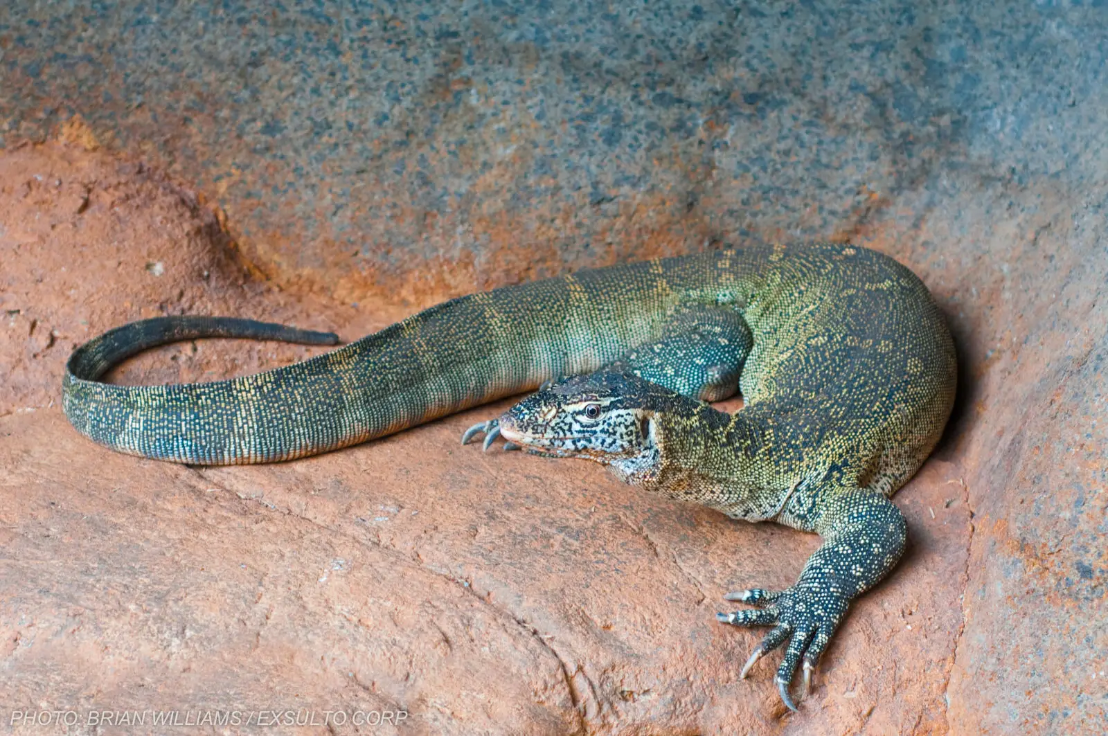 Nile-Monitor 27