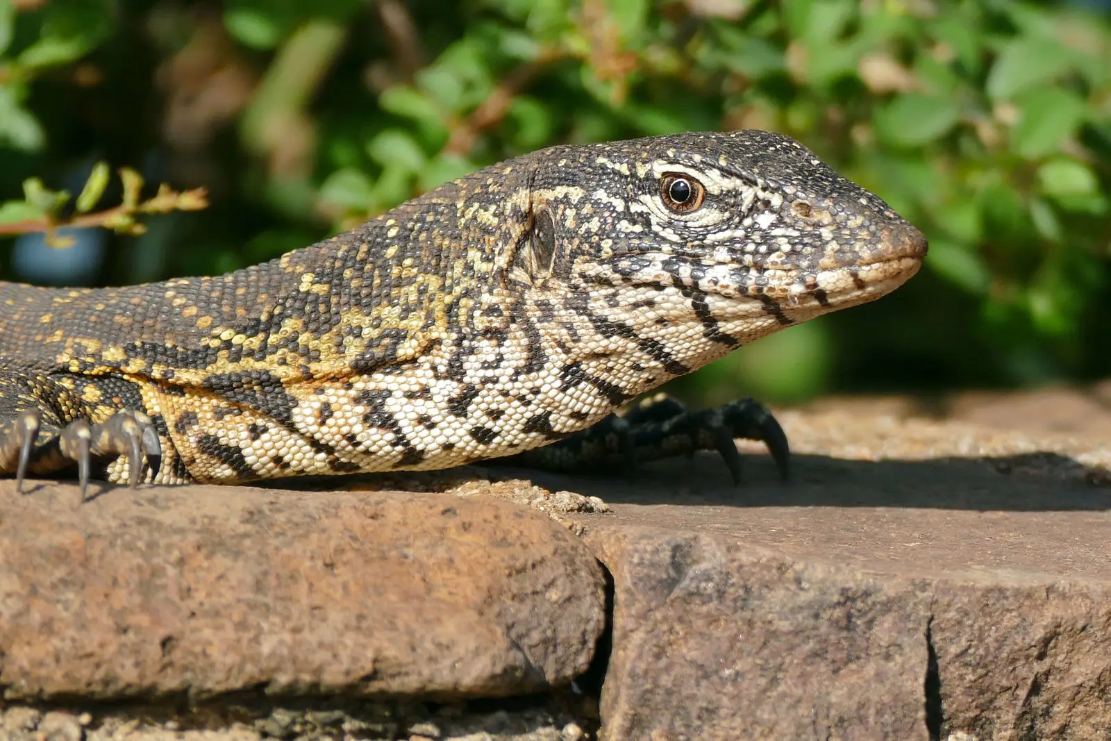Nile-Monitor 28