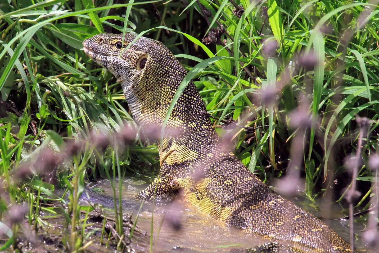Nile-Monitor 29