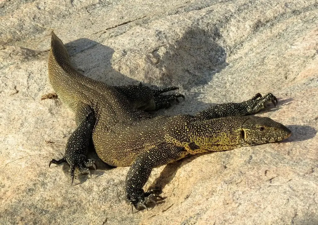 Nile-Monitor 31