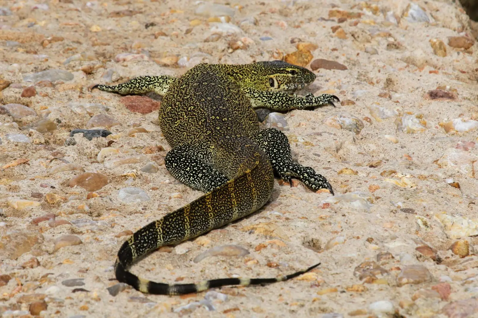 Nile-Monitor 33