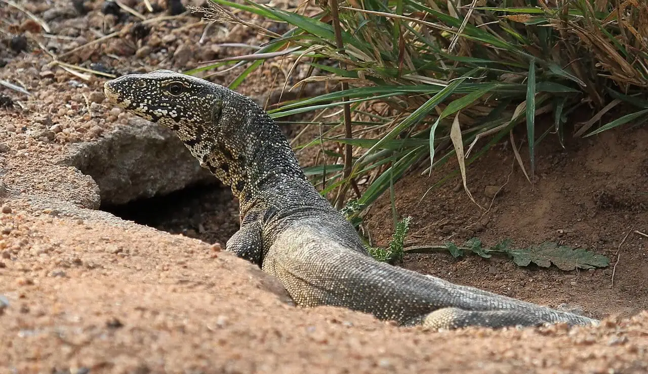 Nile-Monitor 36