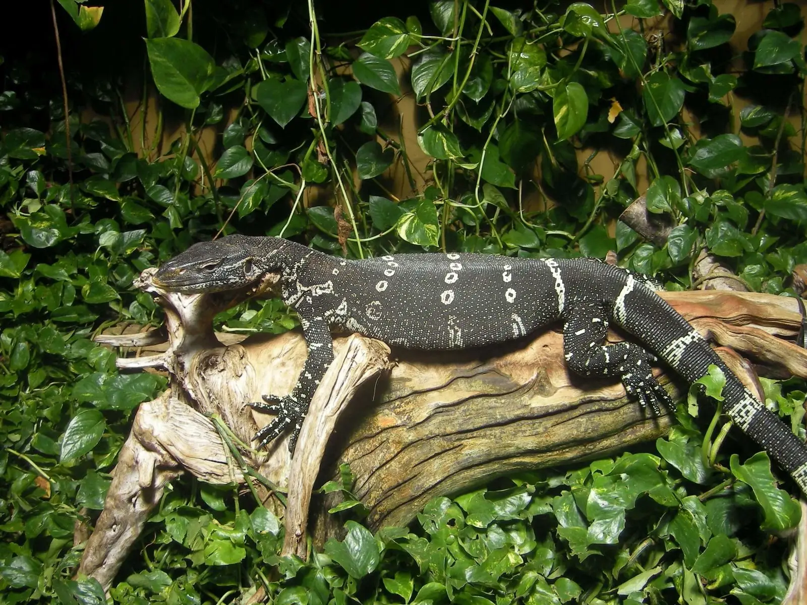 Nile-Monitor 37