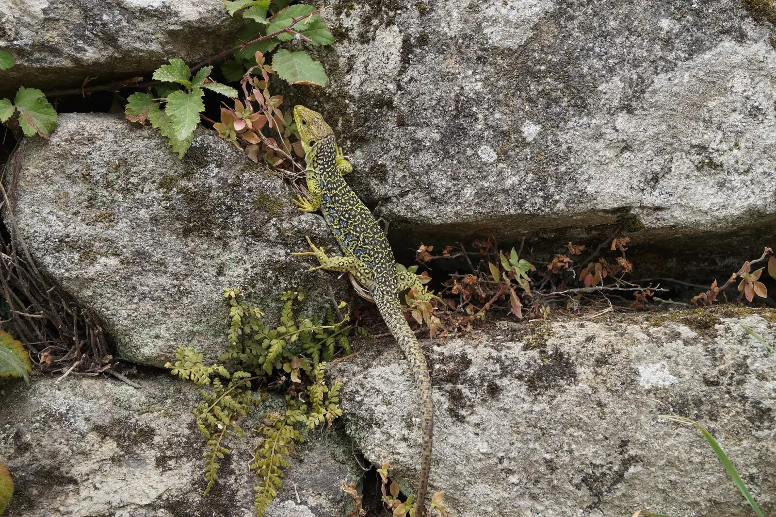 Le Lézard ocellé : un maître de l'évasion aux yeux bleus