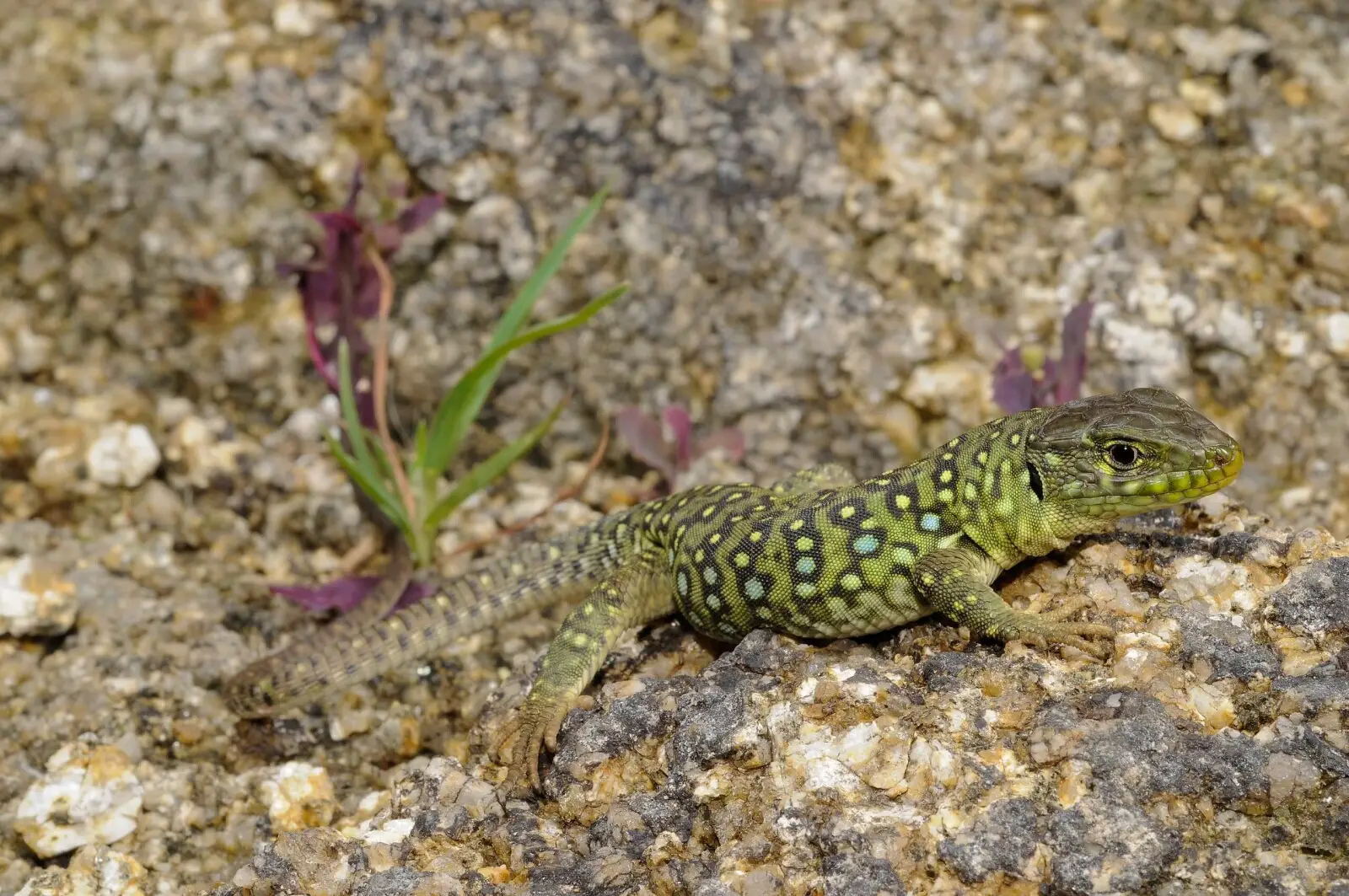 Lézard ocellé