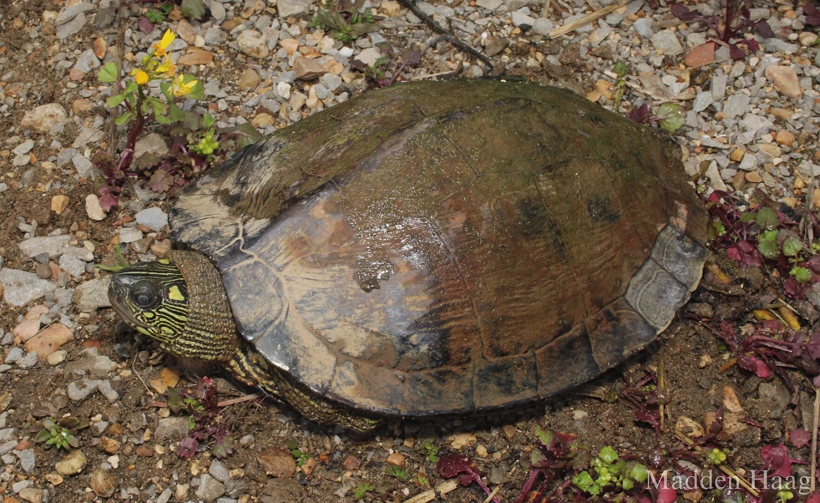 Graptemys ouachitensis : l'aquarium comme rivière