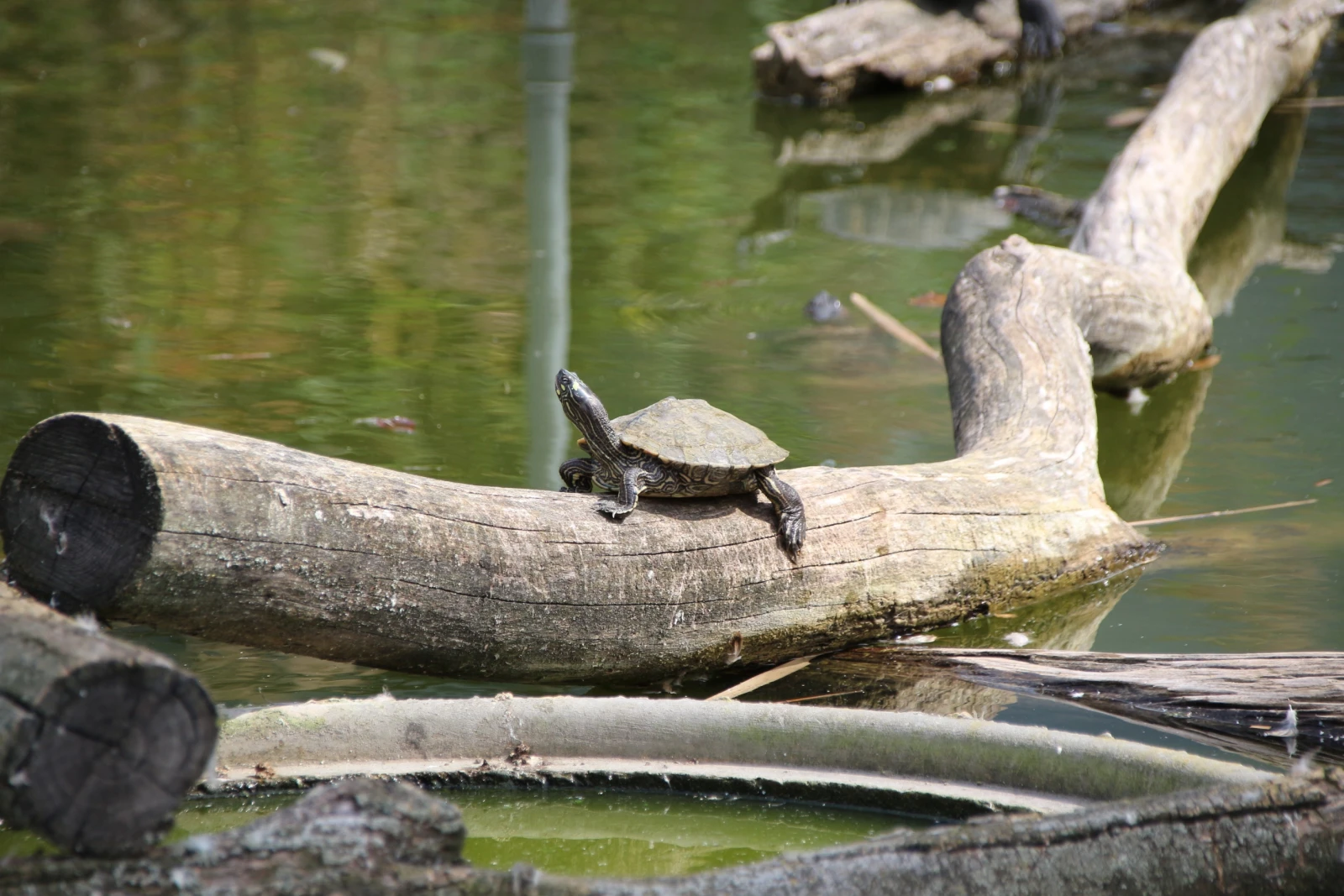 Tortue géographique de Ouachita