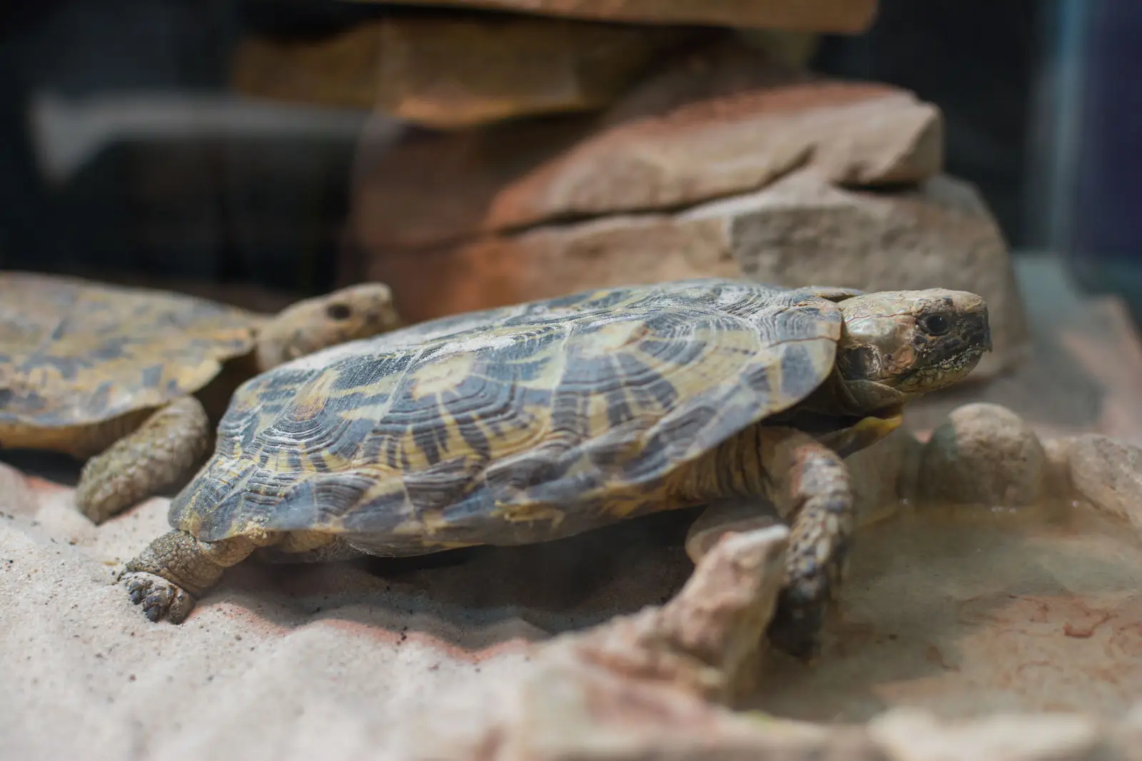 Pancake-Tortoise 01