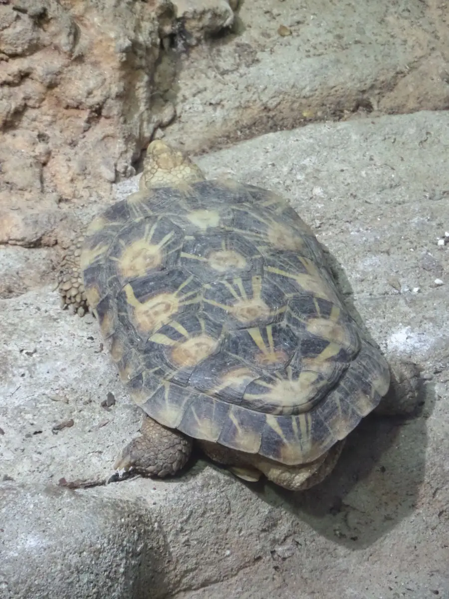 Pancake-Tortoise 02