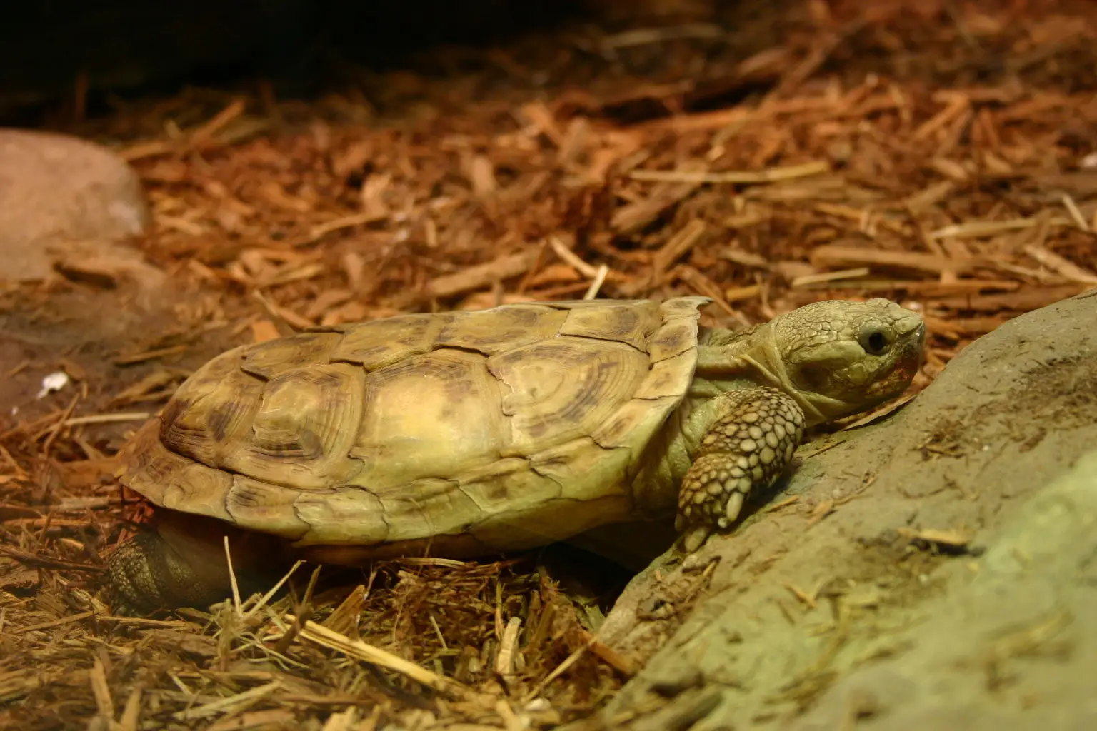 Pancake-Tortoise 03