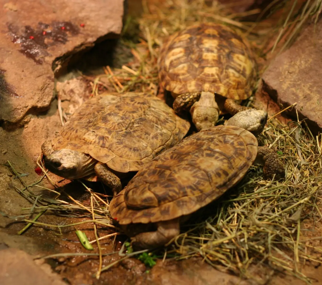 Pancake-Tortoise 04