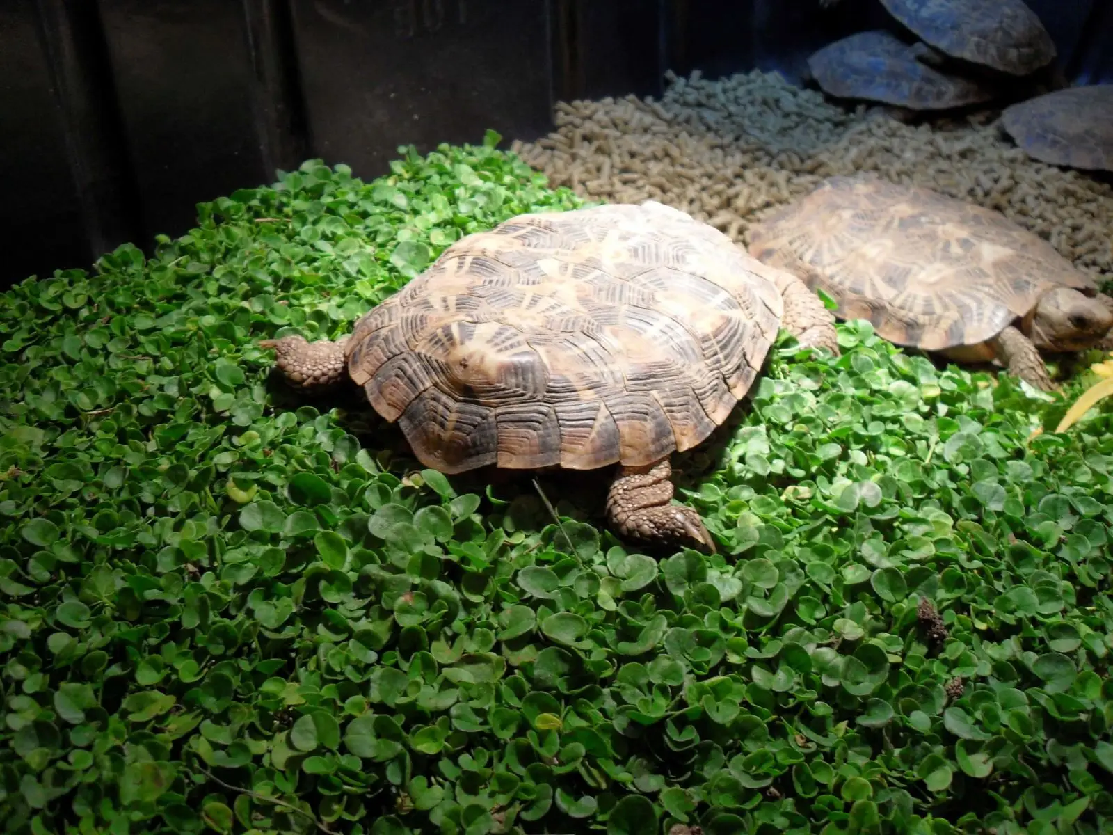 Pancake-Tortoise 05