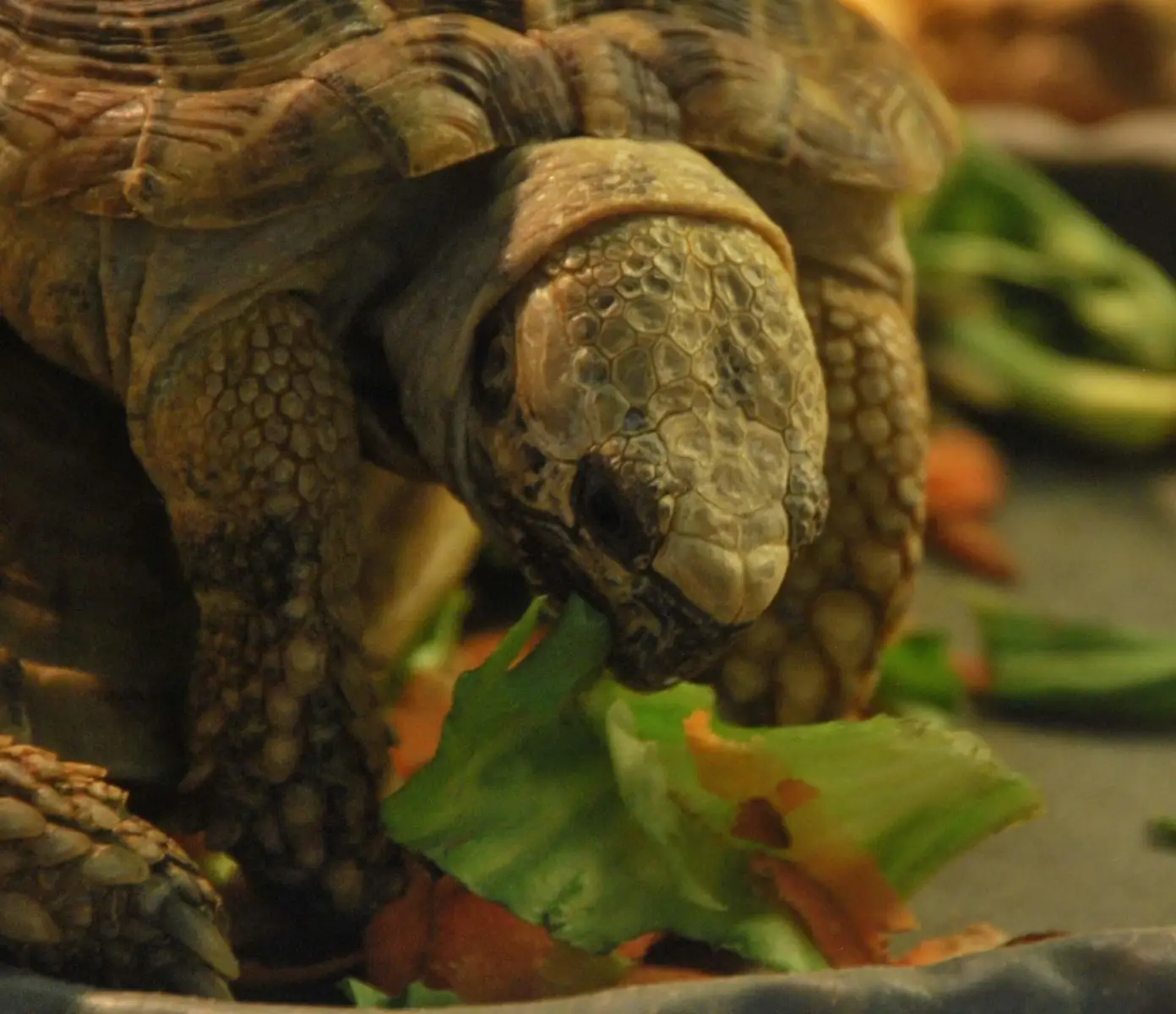Pancake-Tortoise 06
