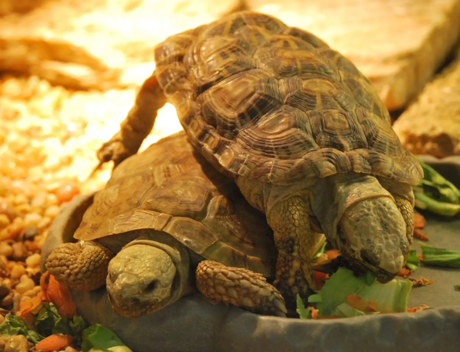 Pancake-Tortoise 07