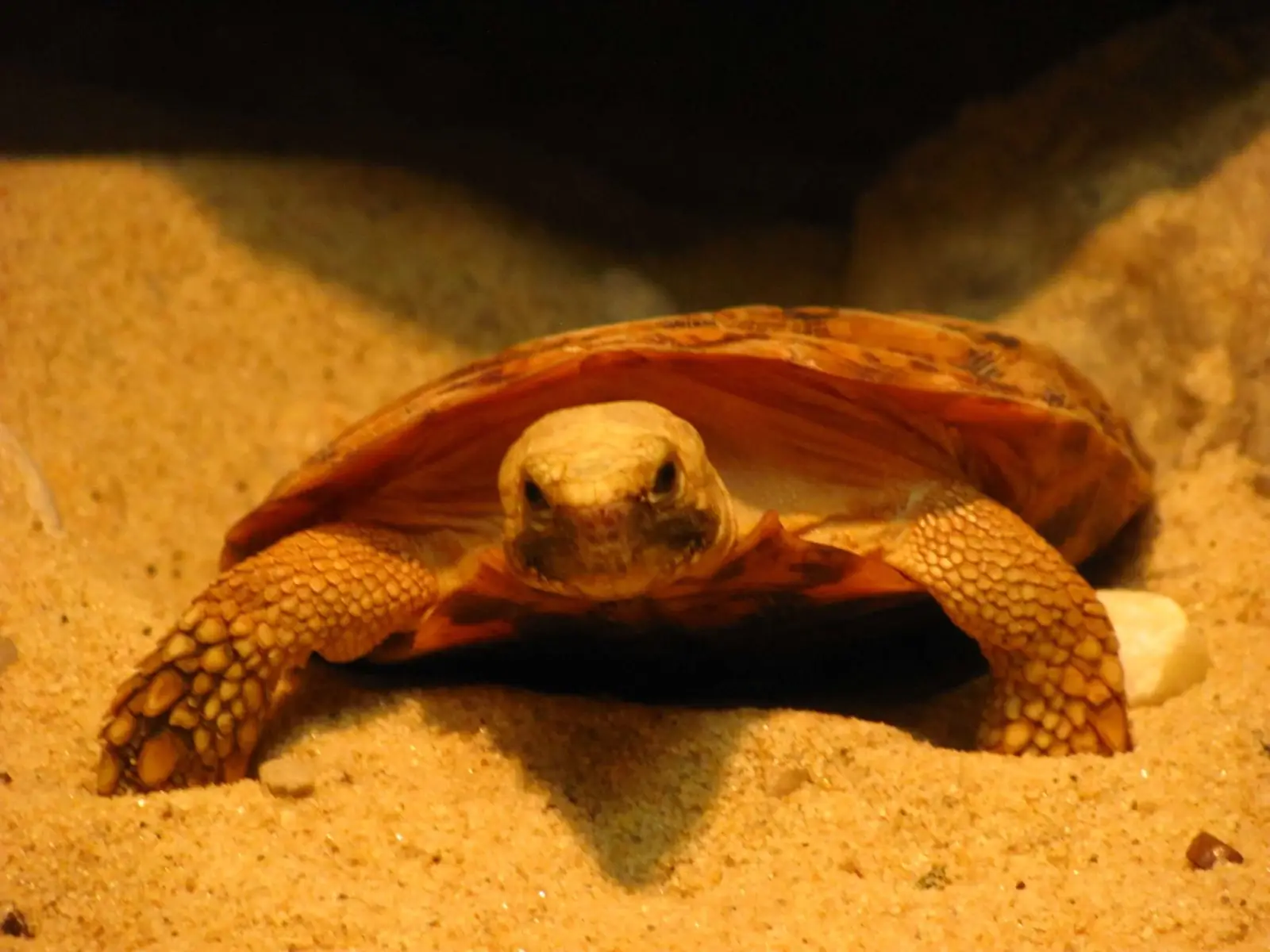Pancake-Tortoise 08