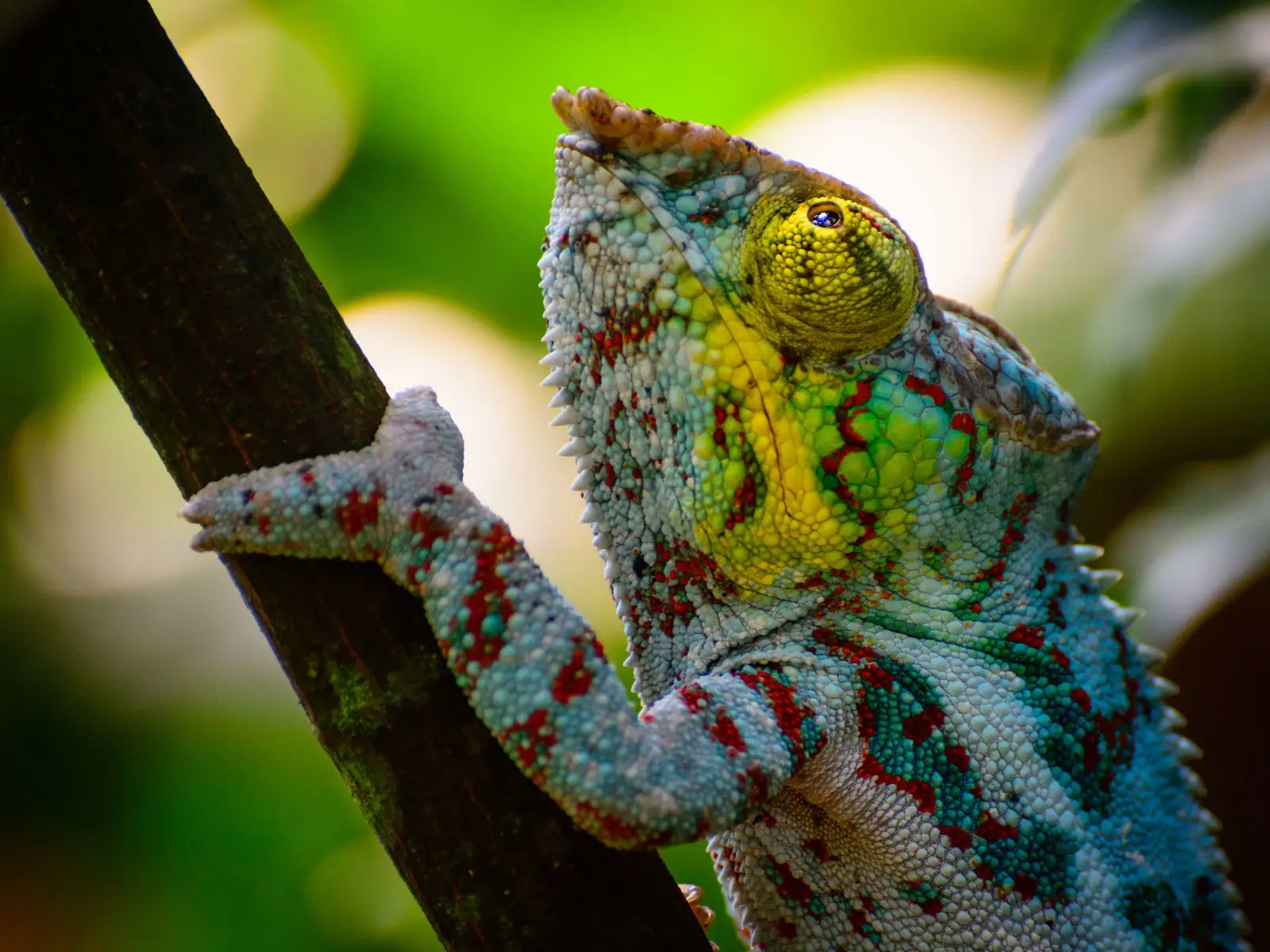 Panther-Chameleon 01