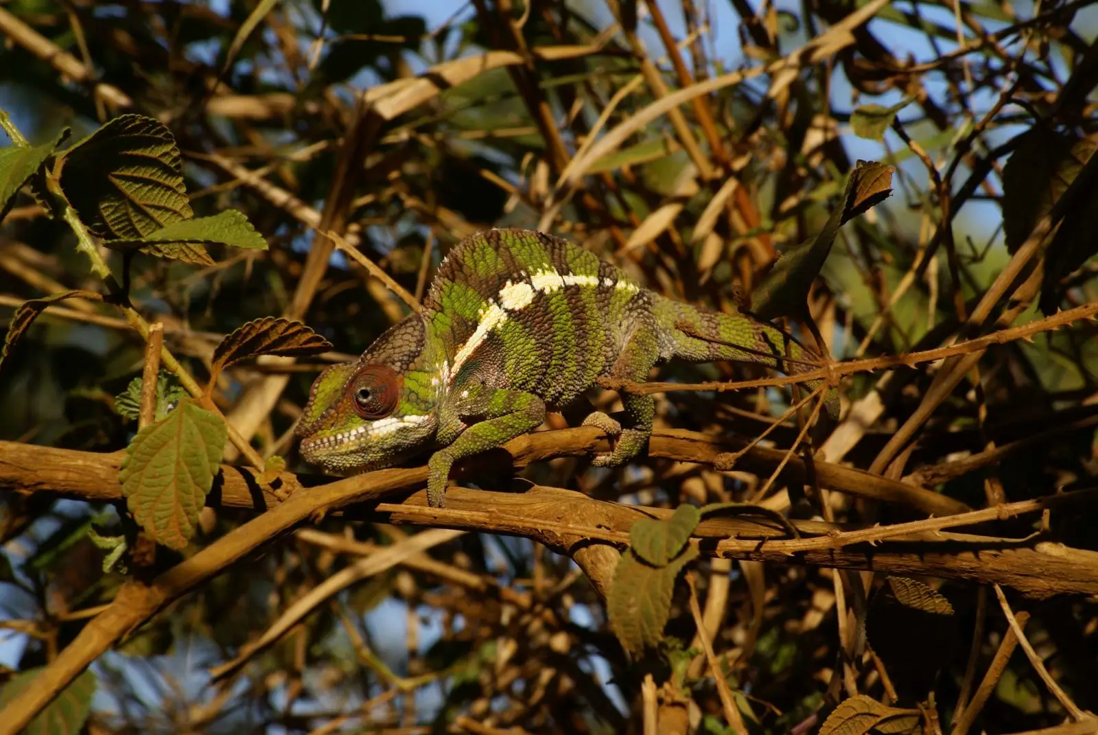 Panther-Chameleon 02