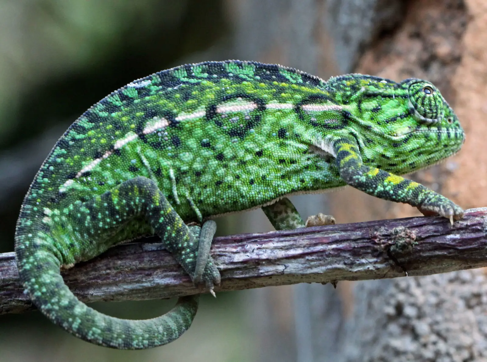 Panther-Chameleon 03