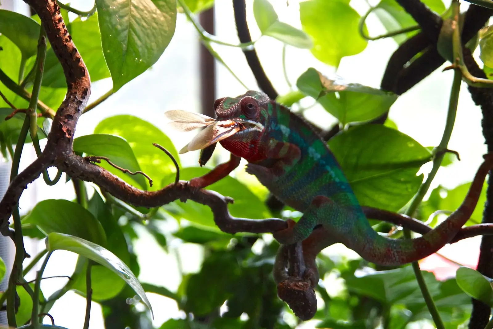 Panther-Chameleon 04