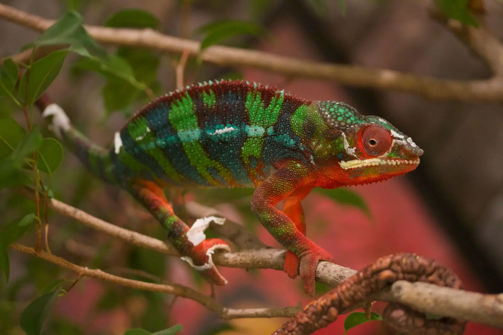 Panther-Chameleon 05
