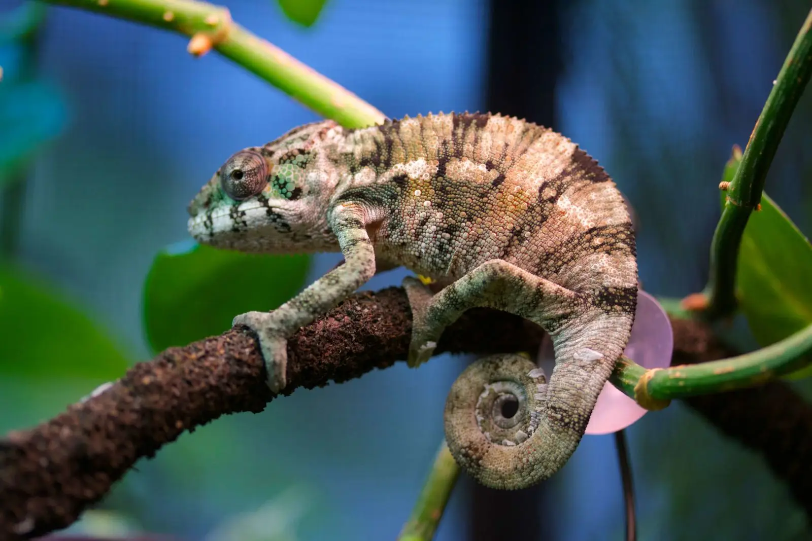 Panther-Chameleon 06