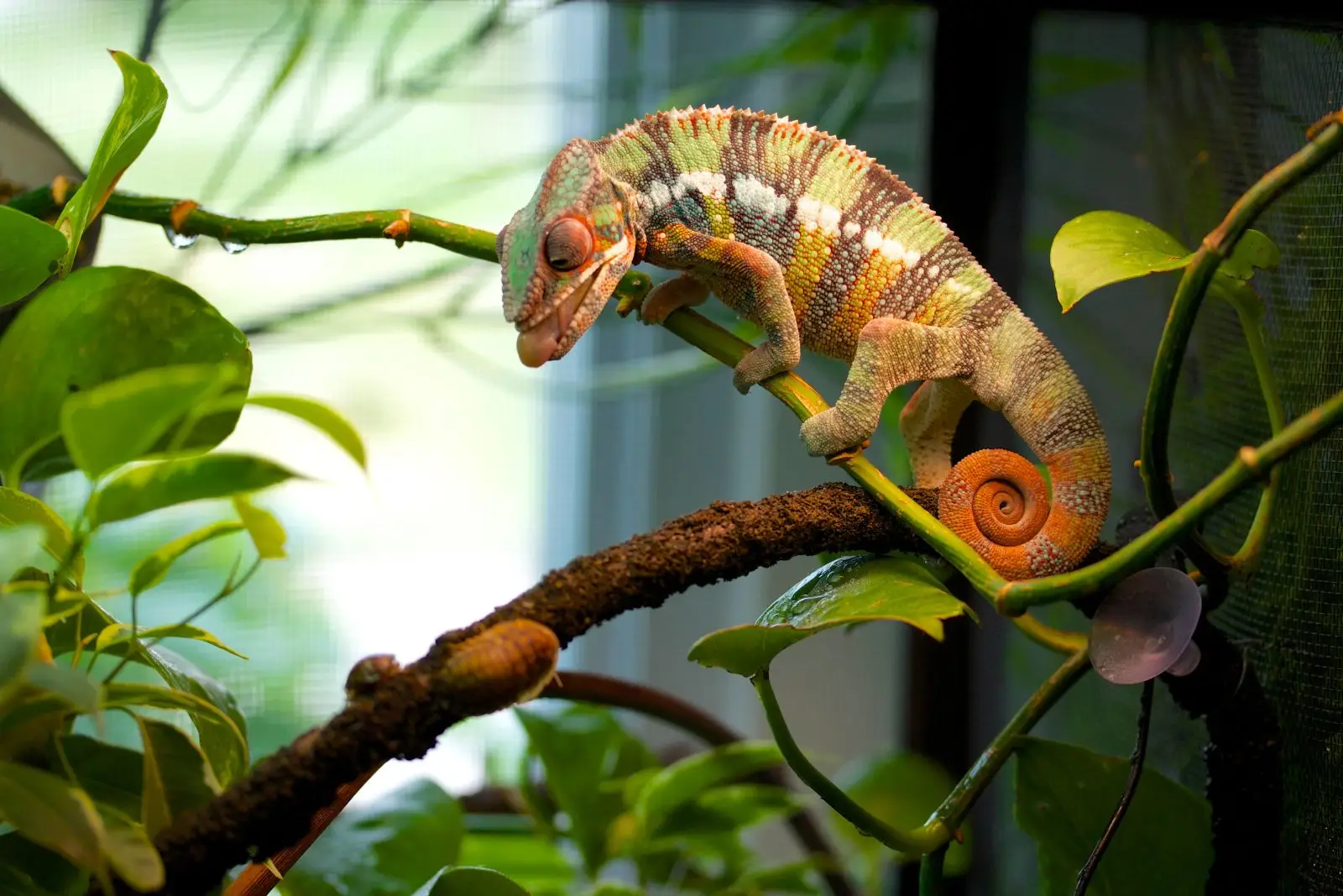 Panther-Chameleon 07