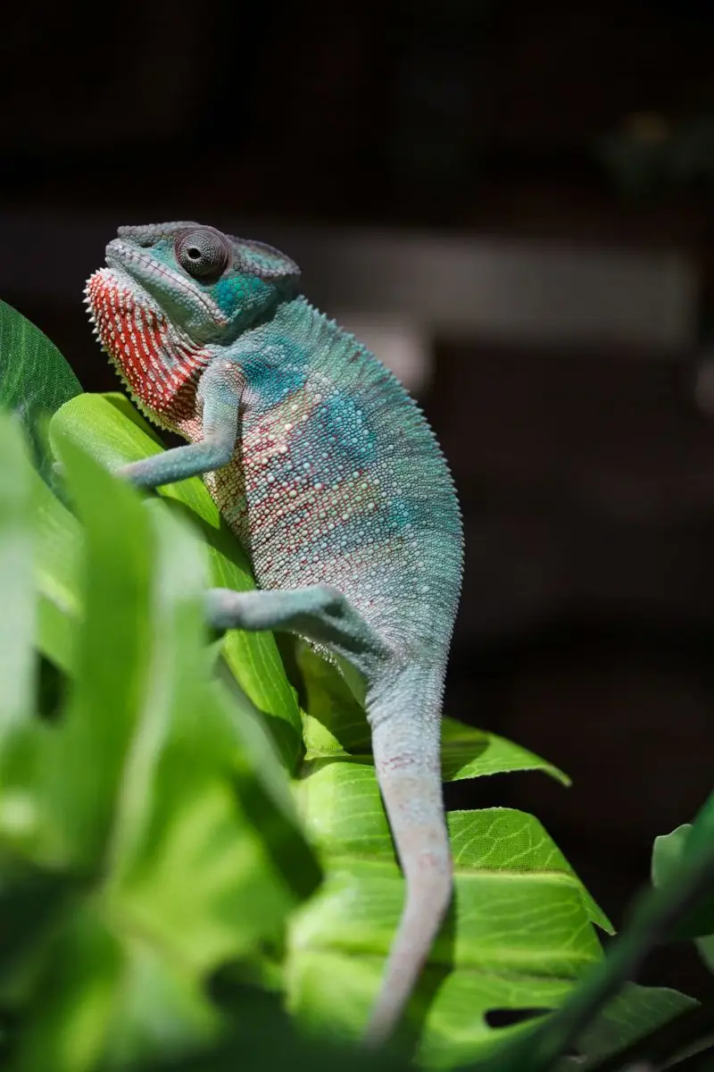 Panther-Chameleon 08