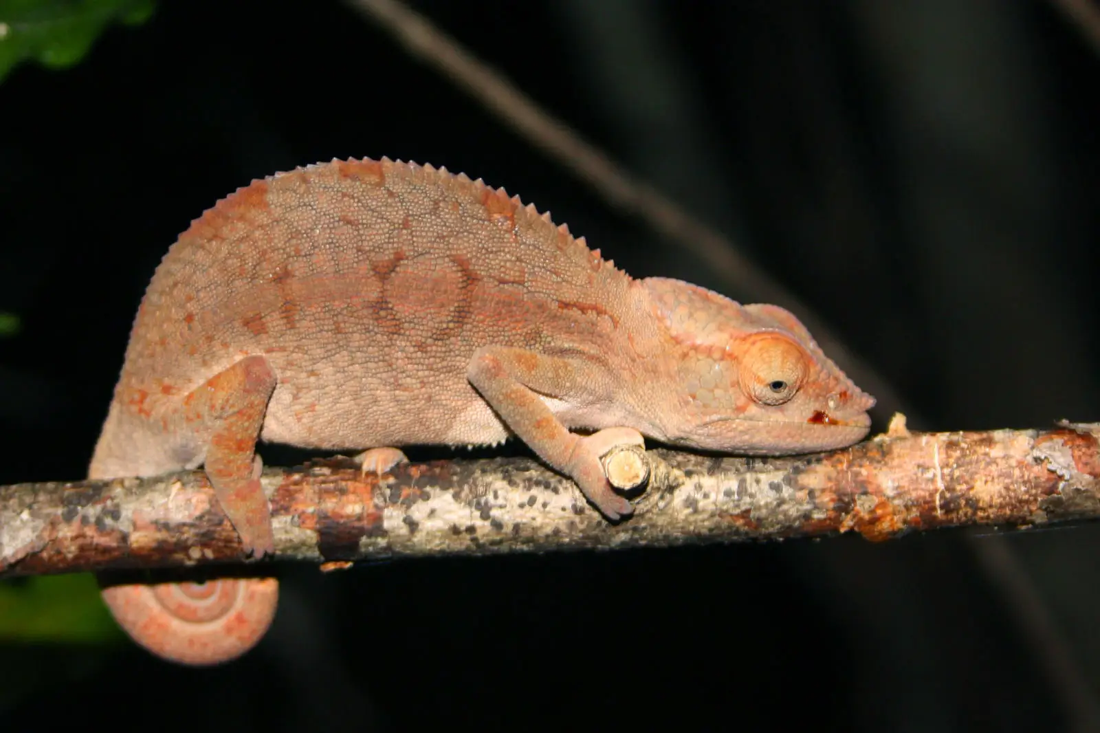 Panther-Chameleon 09