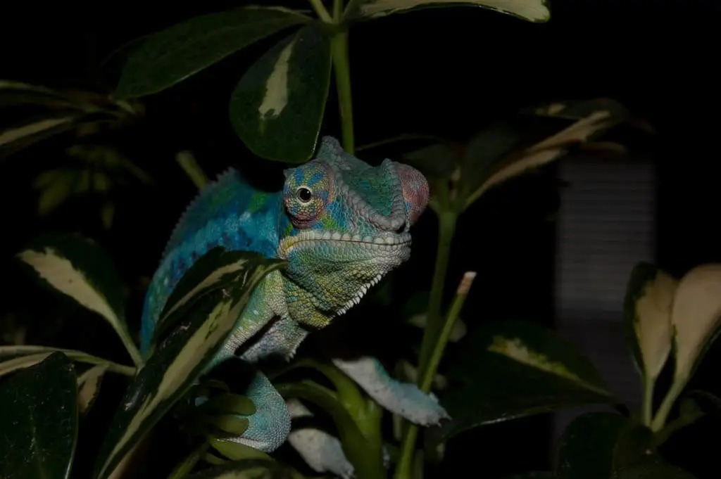 Panther-Chameleon 10