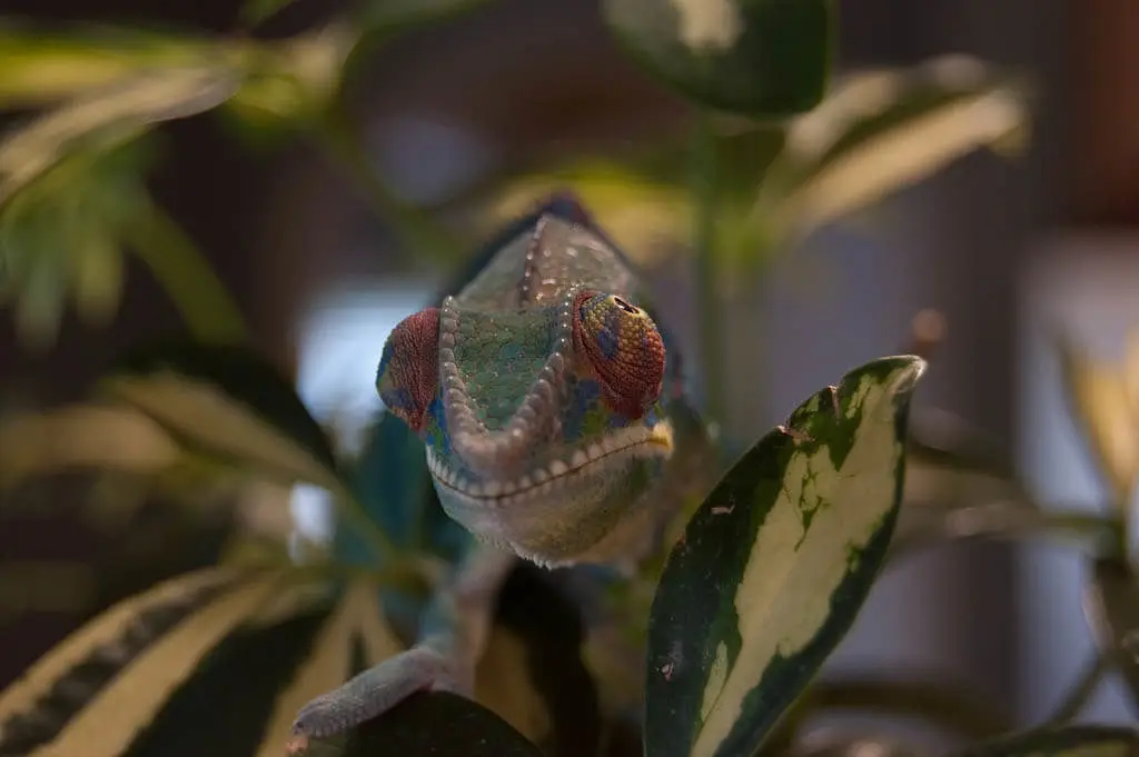 Panther-Chameleon 11