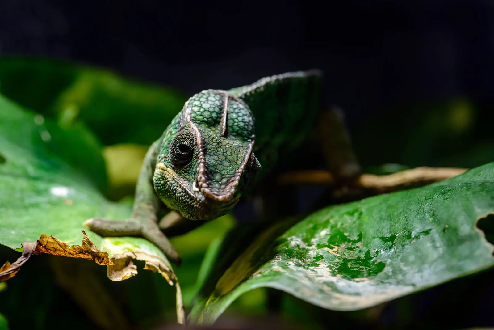 Panther-Chameleon 12