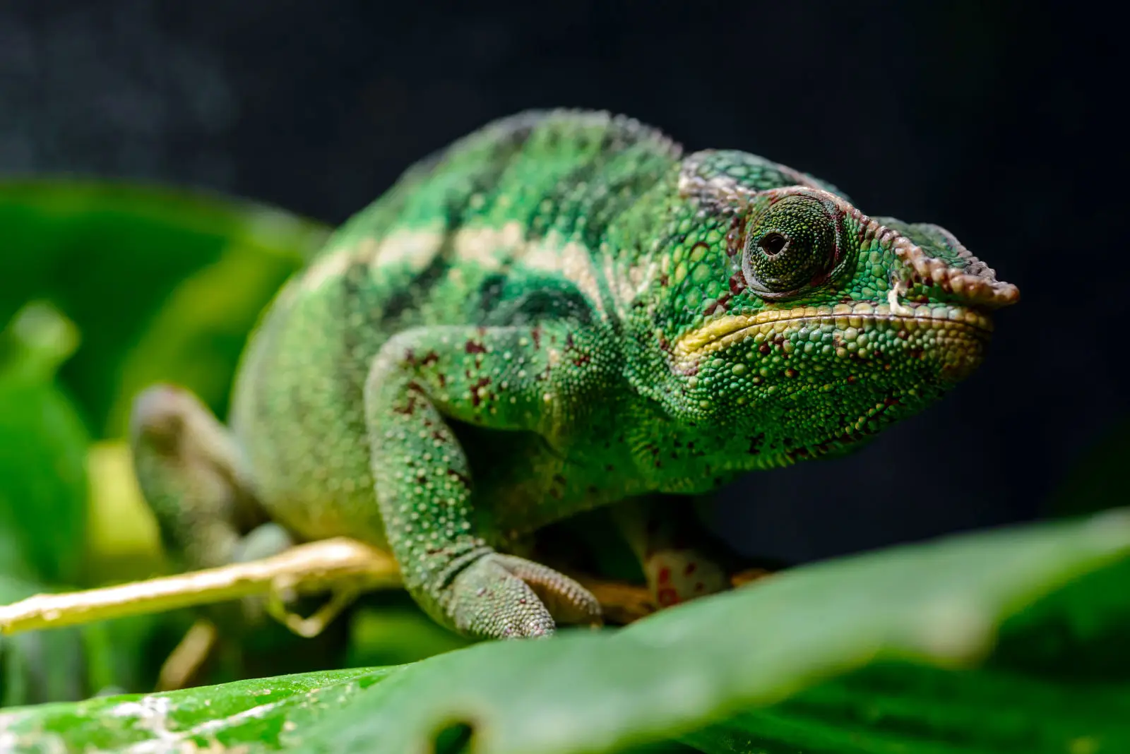 Panther-Chameleon 13