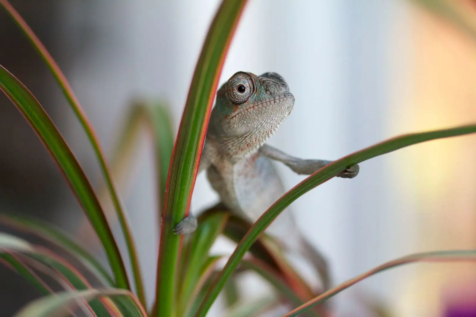 Panther-Chameleon 14