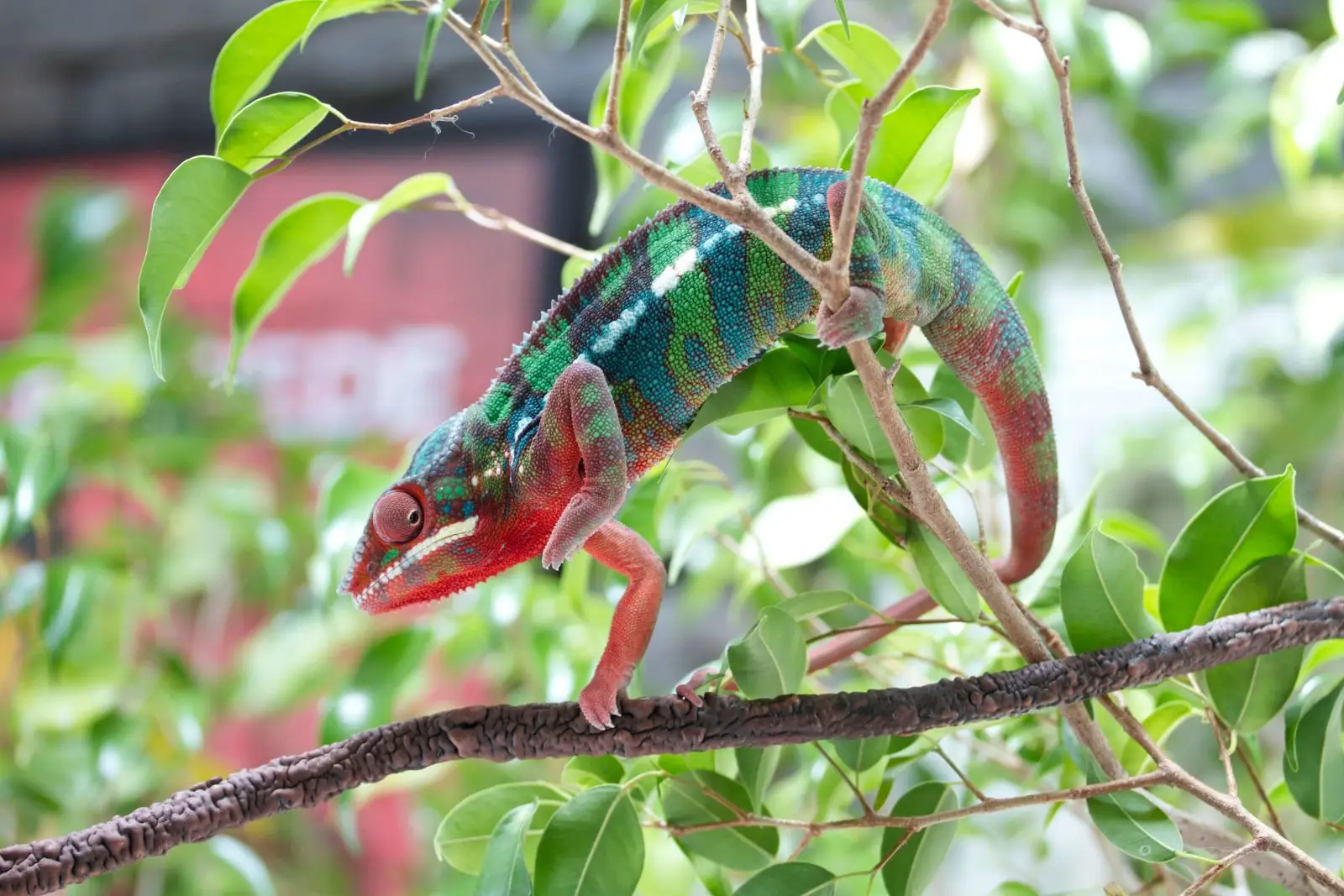 Panther-Chameleon 15