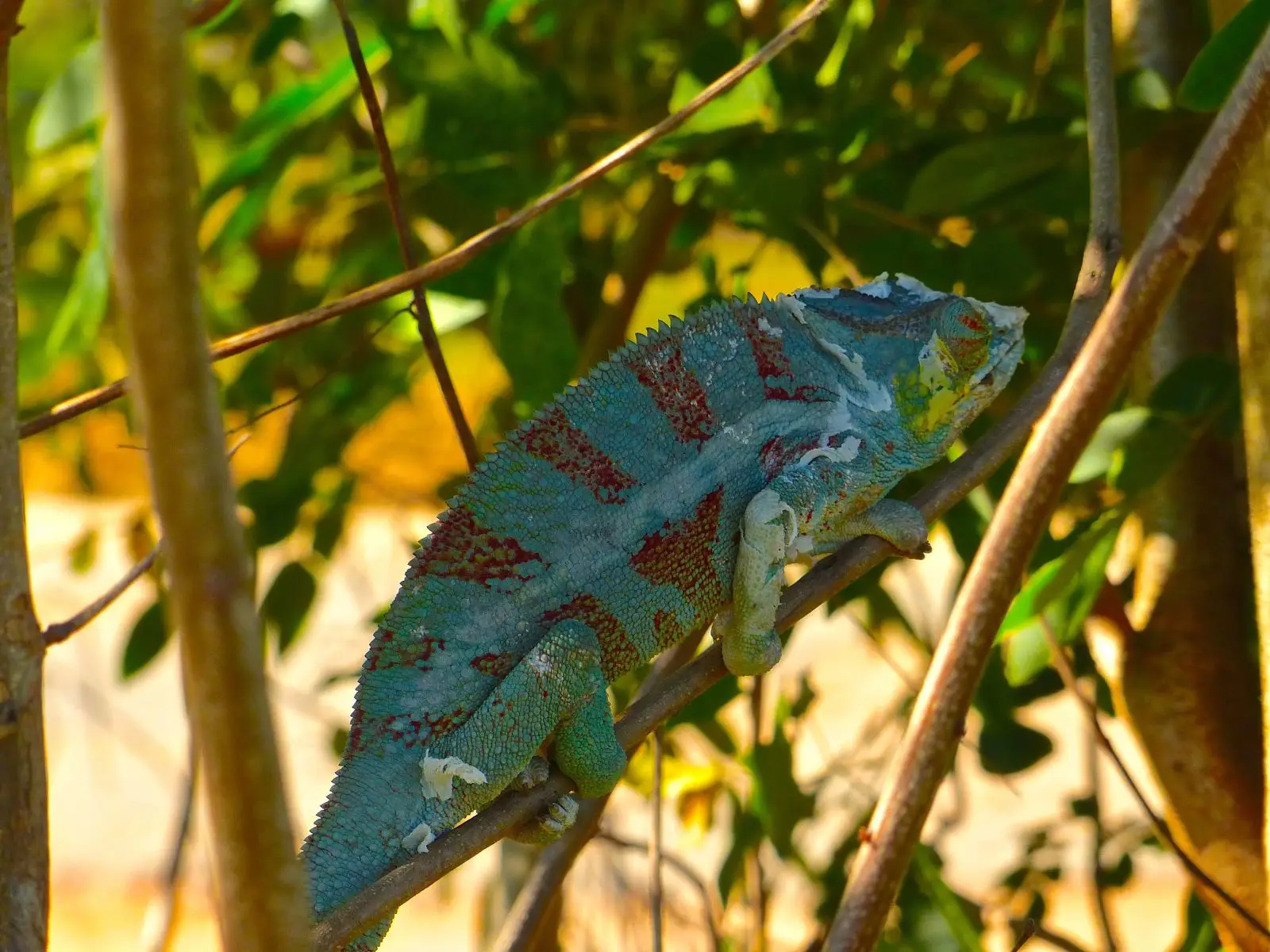 Panther-Chameleon 16
