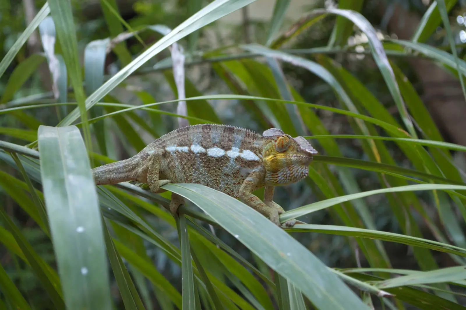 Panther-Chameleon 17
