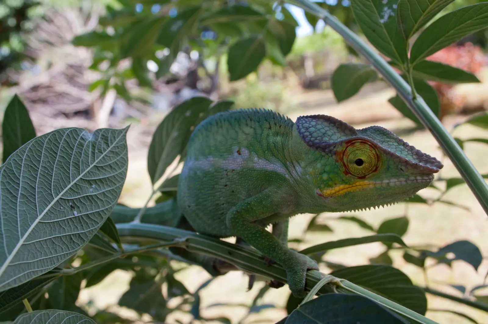 Panther-Chameleon 18