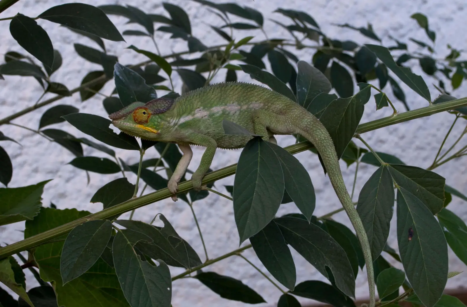 Panther-Chameleon 19