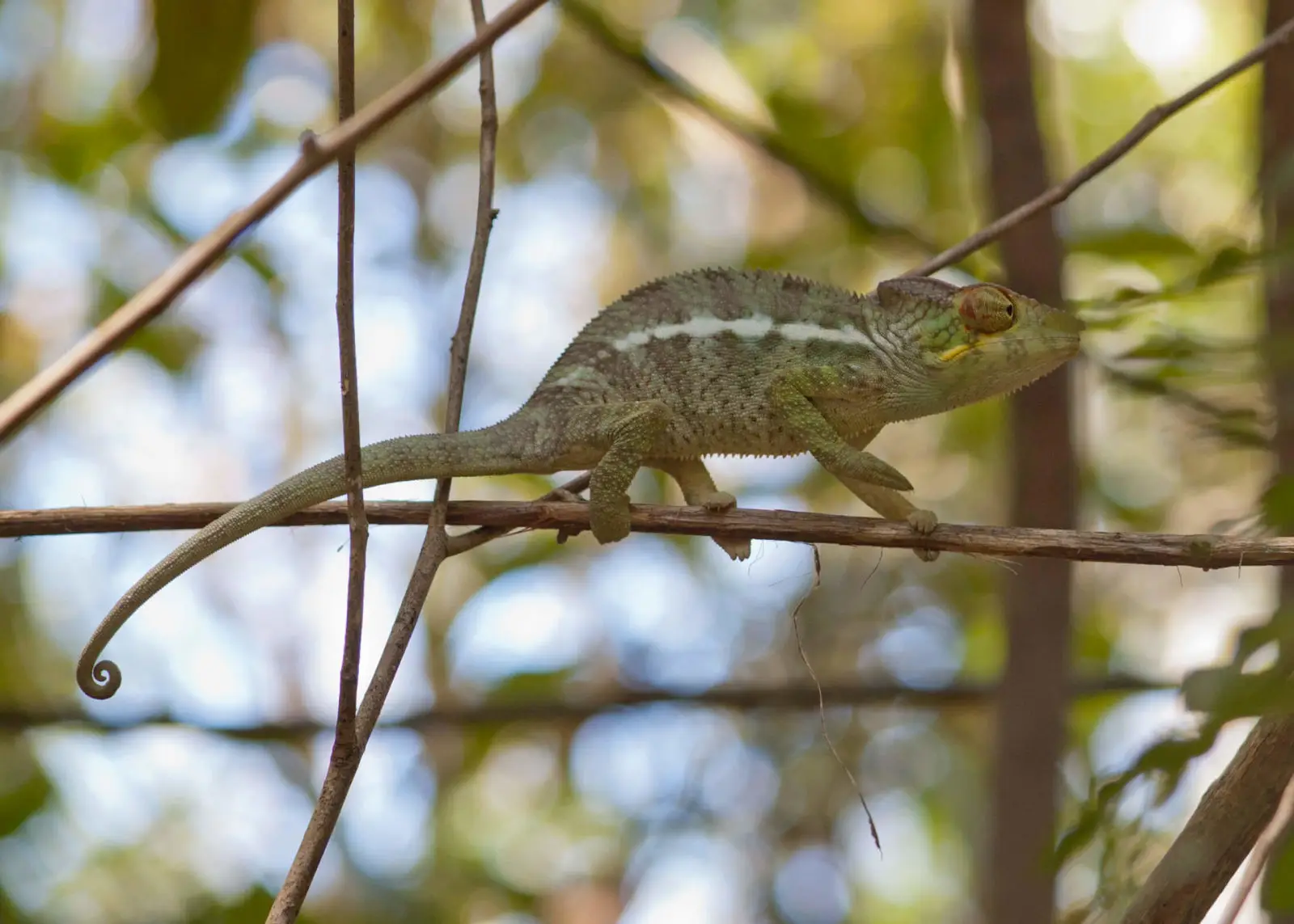 Panther-Chameleon 20