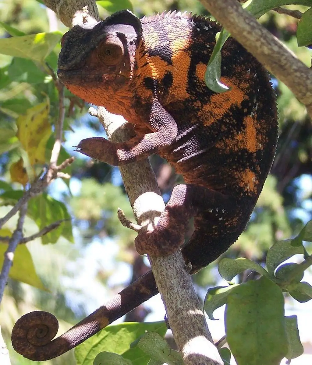 Panther-Chameleon 21