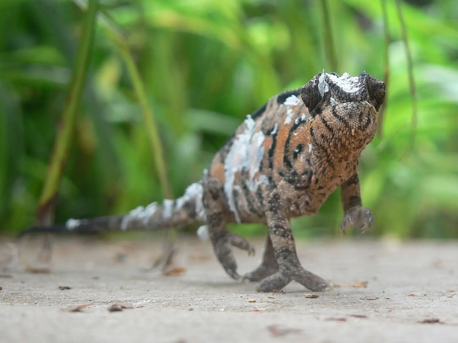 Panther-Chameleon 22