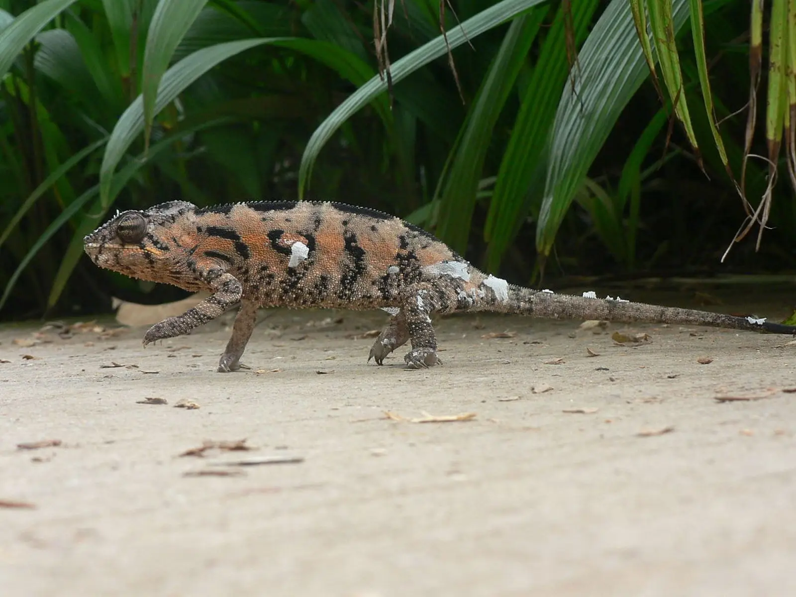 Panther-Chameleon 23