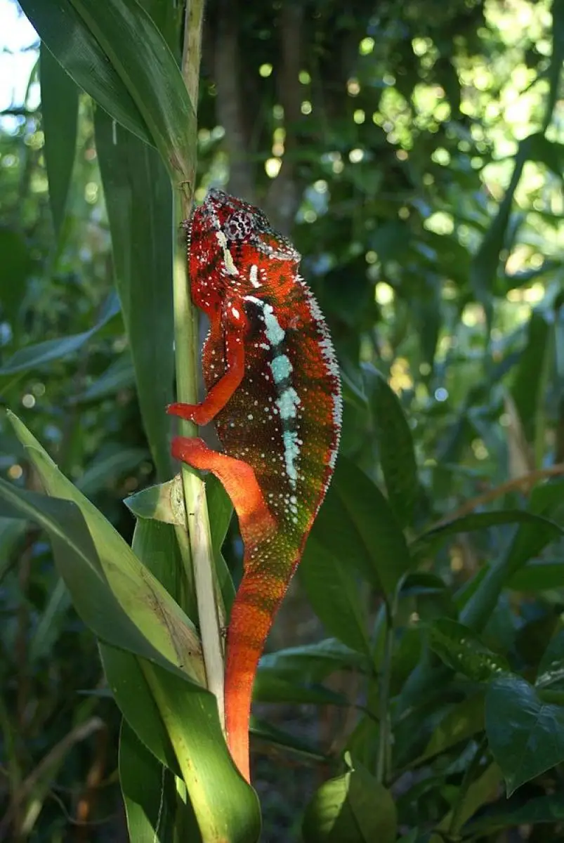 Panther-Chameleon 24