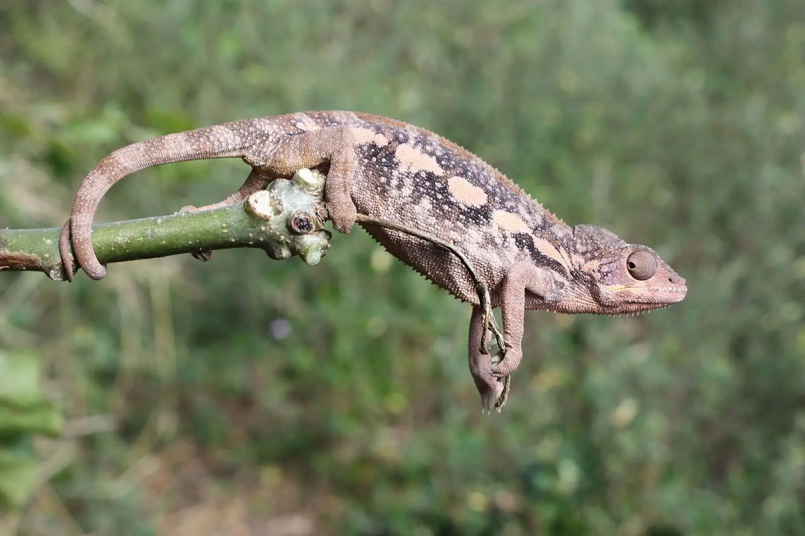 Panther-Chameleon 25