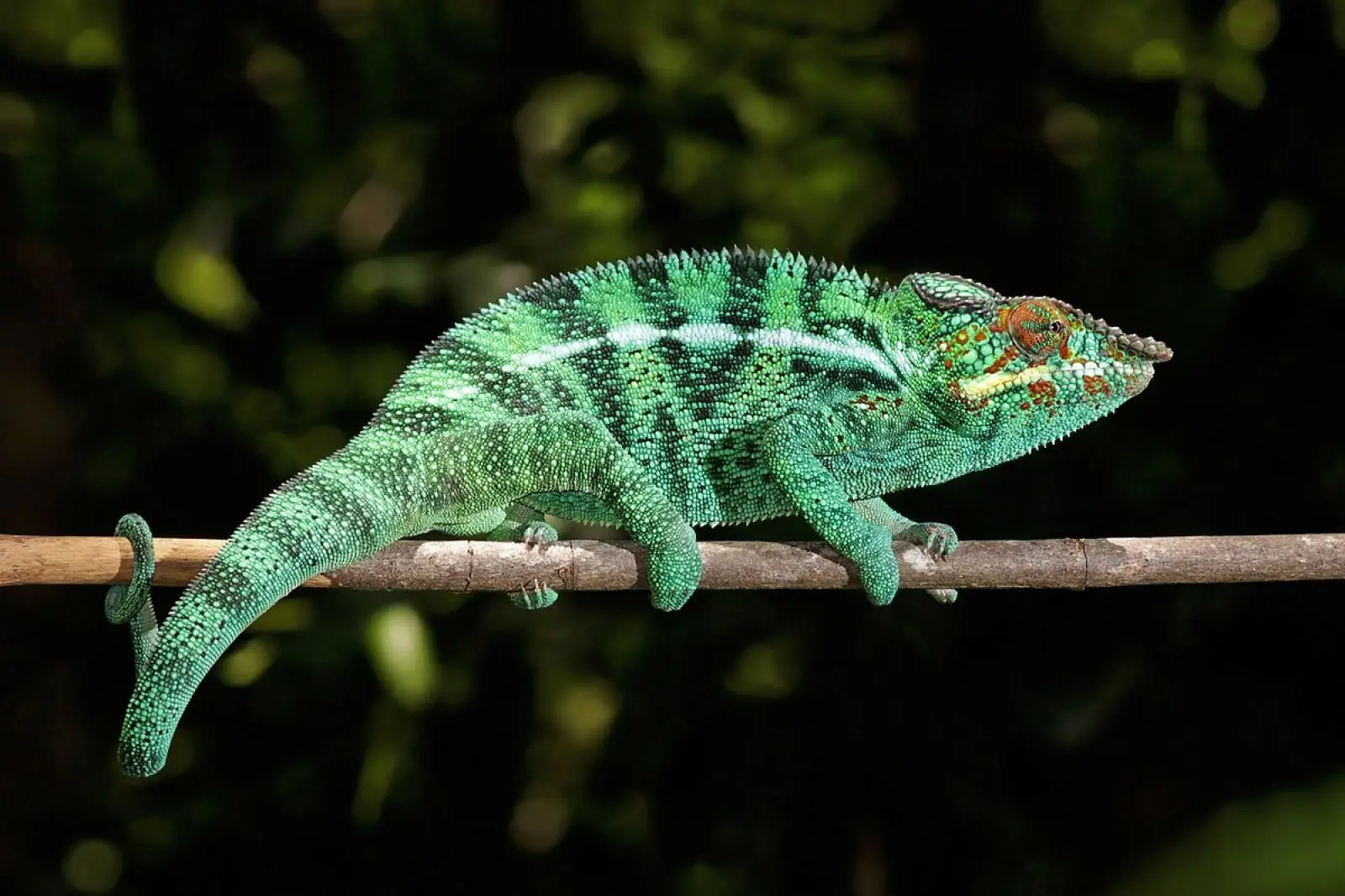 Panther-Chameleon 26