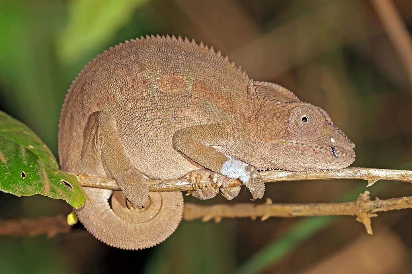 Panther-Chameleon 27