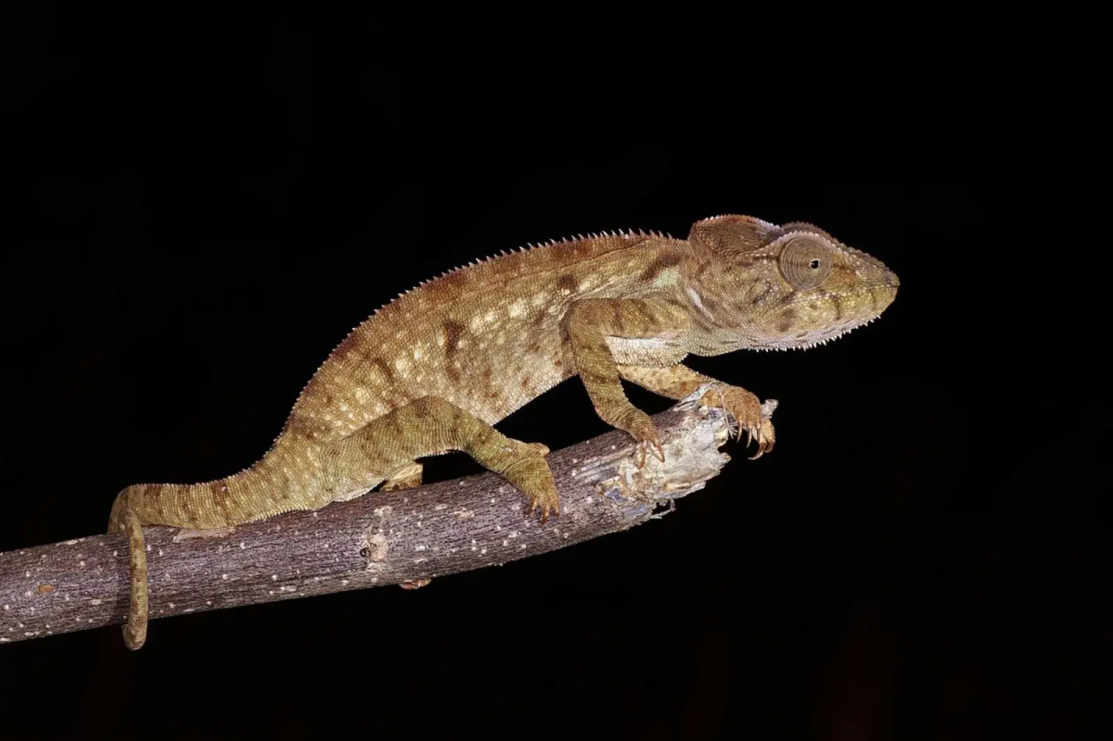 Panther-Chameleon 28