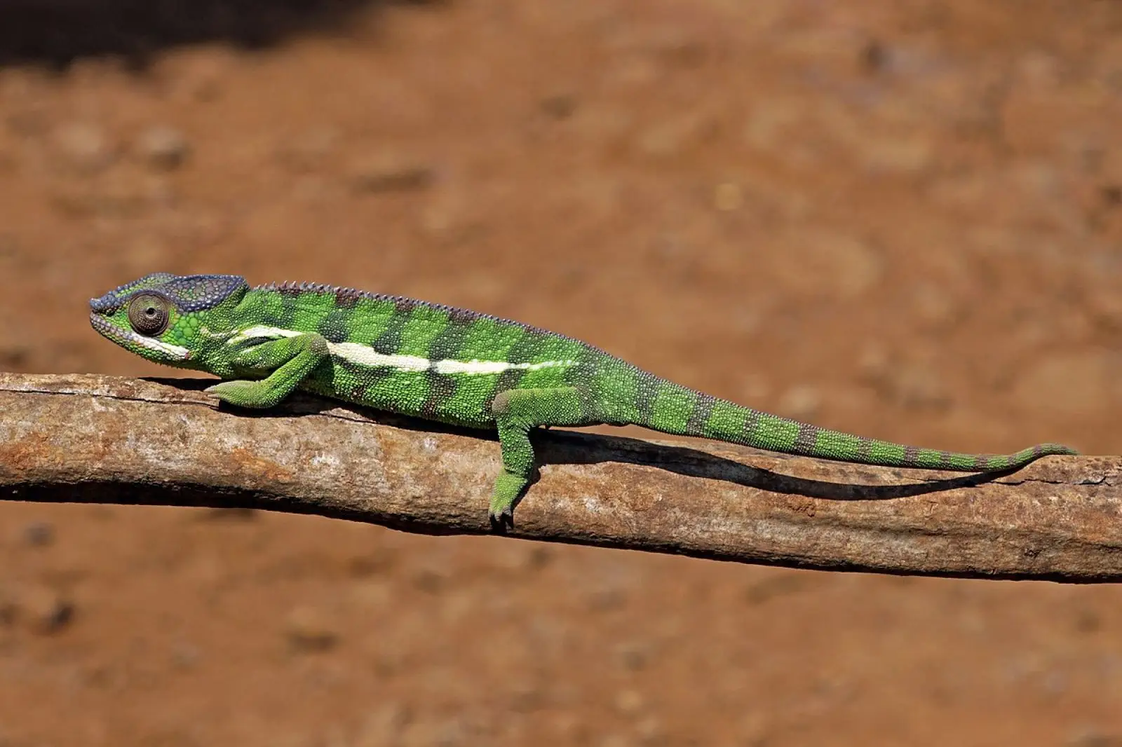 Panther-Chameleon 29